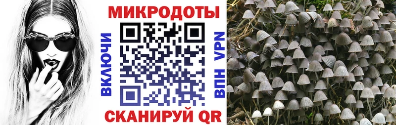 blacksprut ссылка  Старый Крым  Псилоцибиновые грибы мицелий 